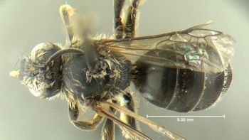 Media type: image;   Entomology 610475 Aspect: habitus dorsal view